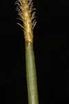 Jointed spikesedge